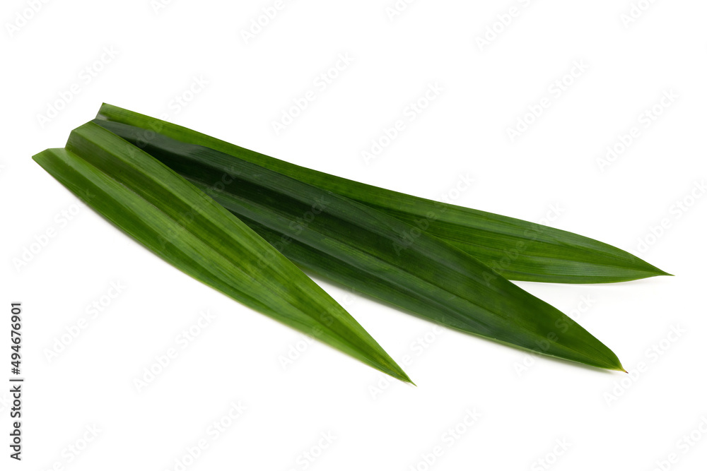 Pandan green leaves isolated on white background with clipping path.