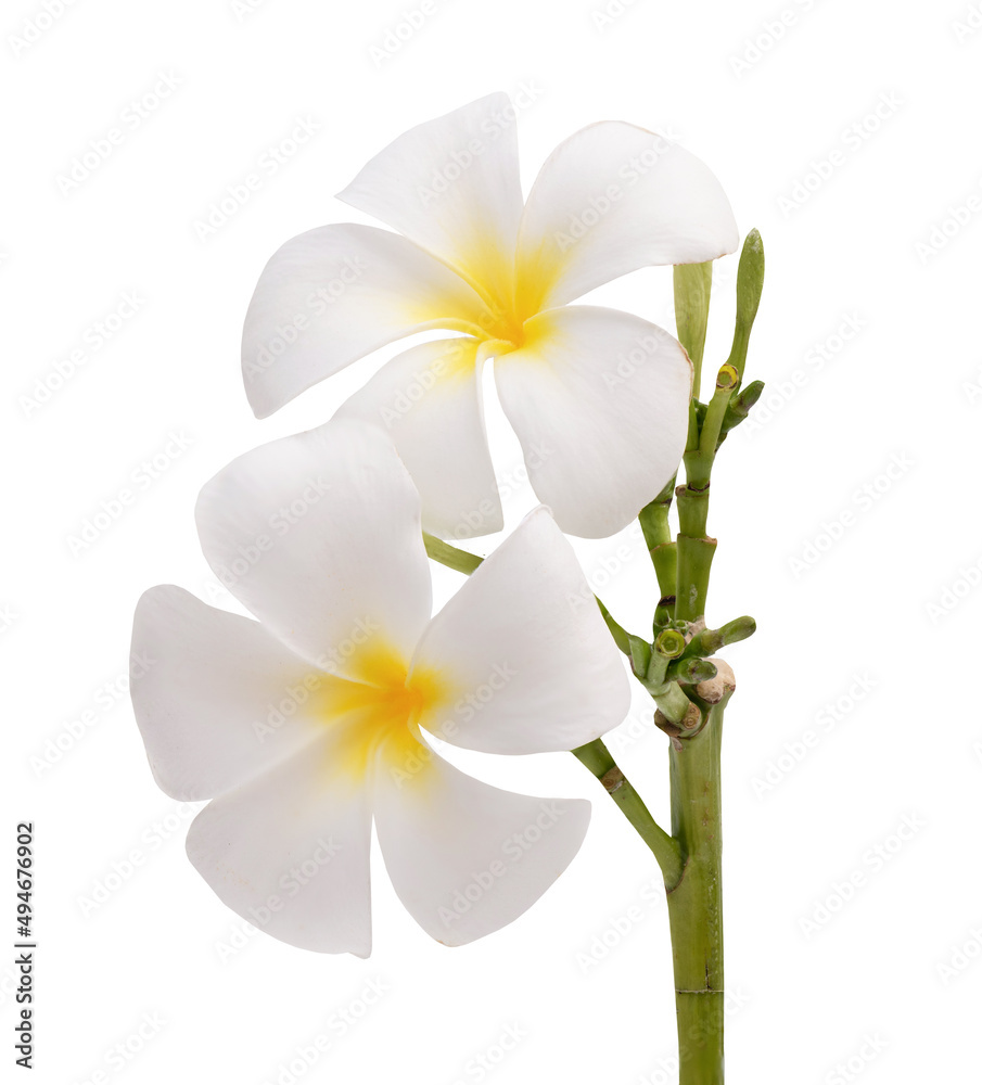 Plumeria flowers isolated on white background white clipping path.
