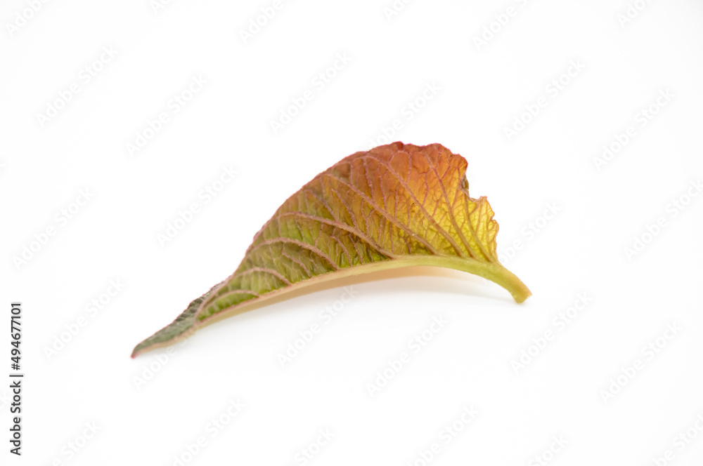 Fototapeta premium vegetable leaves isolate on white background