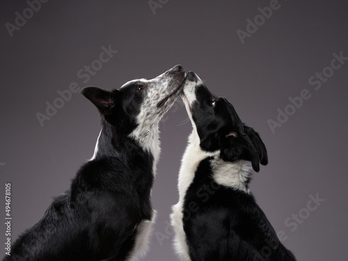 two dogs kiss. Happy Border Collie on a grey background in studio. love pet