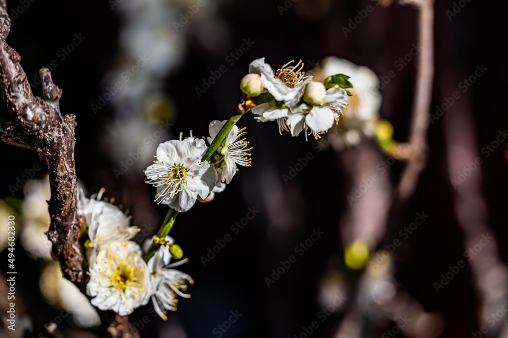 plum blossom