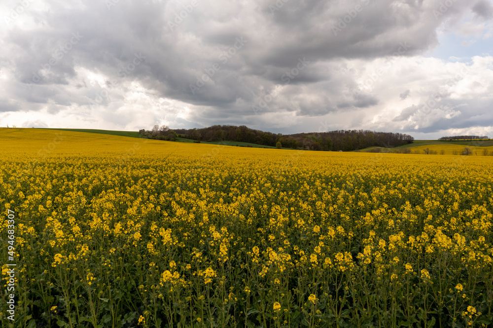 Landscape with yellow, flowering rapeseed field and cloud sky