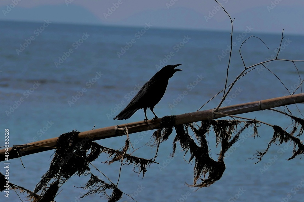 Fototapeta premium 海岸で口を開けて鳴く黒いカラス 