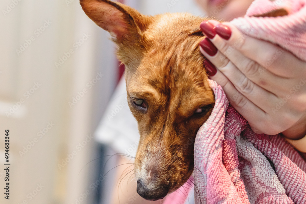 Basenji dog washing and grooming at home