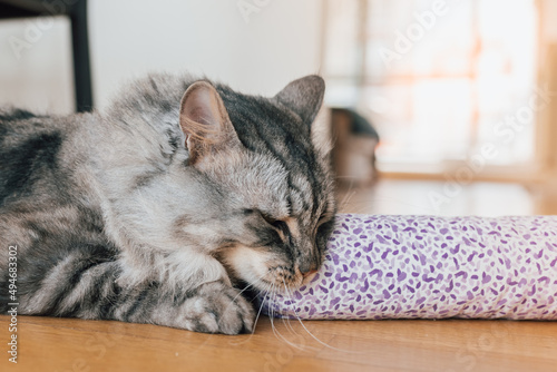 Valerian for the cat: plant intoxication for house tigers