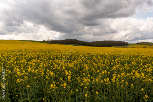 Landscape with yellow, flowering rapeseed field and cloud sky © Raik