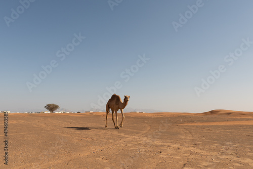 A wild camel walks through the desert in Dubai