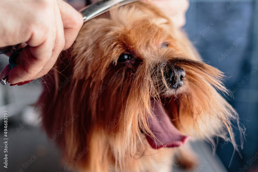 Yorkshire terrier dog washing and grooming at home Yorkshire terrier dog washing and grooming at home
