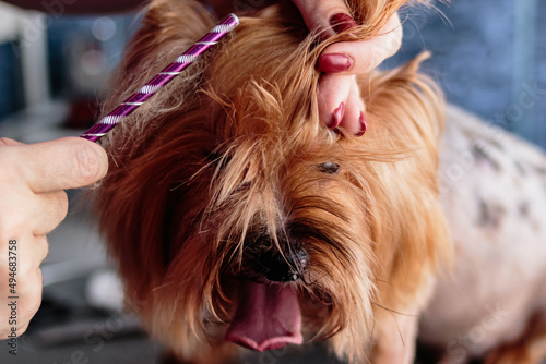 Yorkshire terrier dog washing and grooming at home