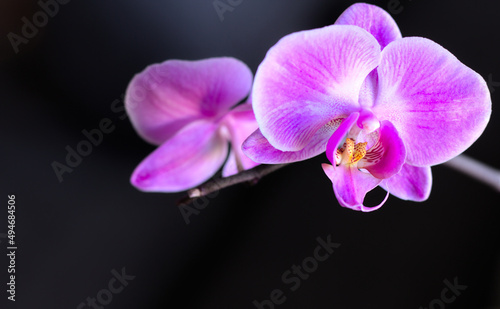 Purple orchid flowers in close-up on a dark background. Shallow depth of field.