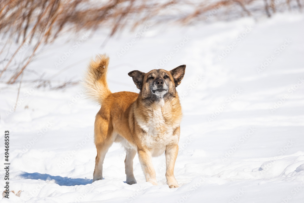 A portrait of large mixed-breed stray dog Sheepdog taras off to the side against a winter white background. Copy space. The dog's eyes search for its owner. - obrazy, fototapety, plakaty 
