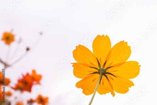 yellow flowers © HappyTime 17