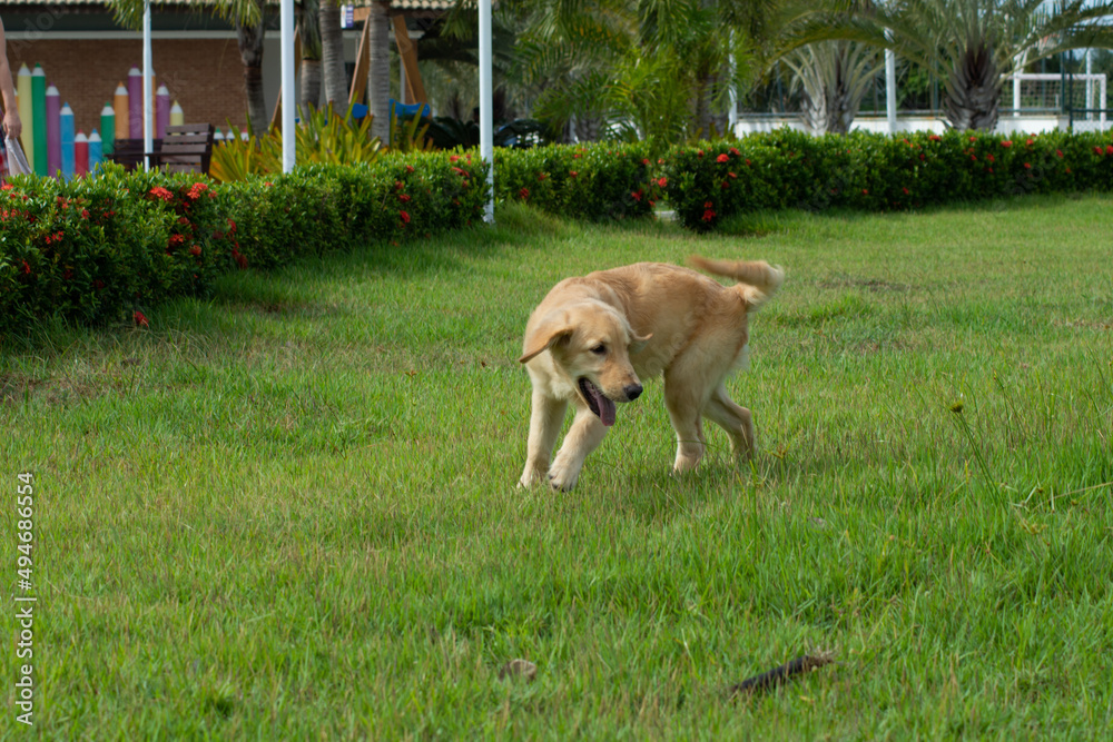 Golden retriever