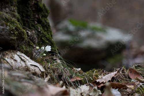 야생화 흰색노루귀 꽃