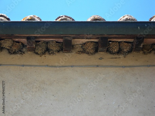 Italy: Swallow's nests under the roof.