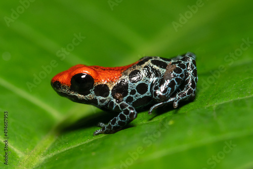 Ranitomeya reticulata, a very colorful and colorful frog, distributed in the lowland jungle of Peru, especially in white sand forests in Iquitos.