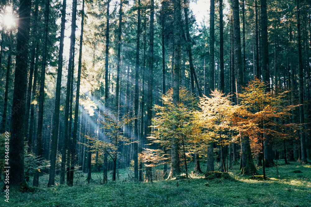 Naklejka premium autumn forest in the morning