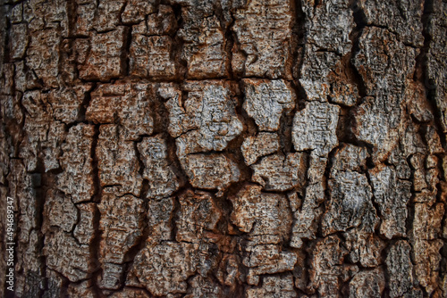 Cracked Bark Wood Tree Texture Background