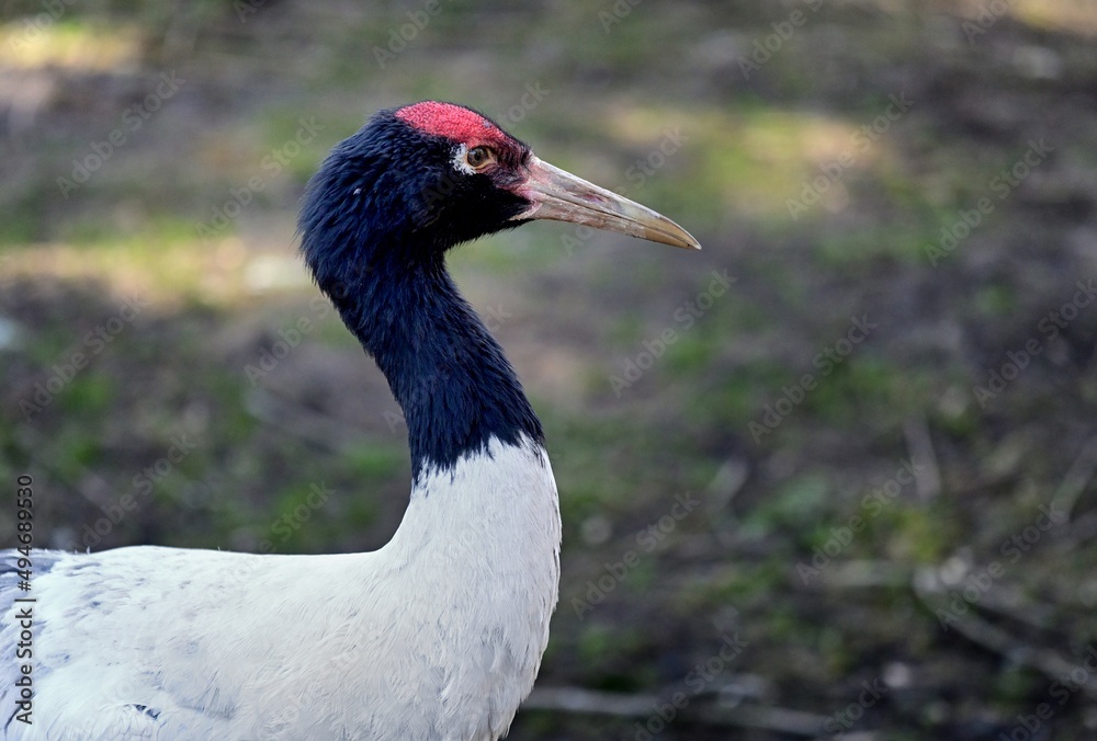 Porträt eines Schwarzhalskranichs (Grus nigricollis), Black-necked crane. 