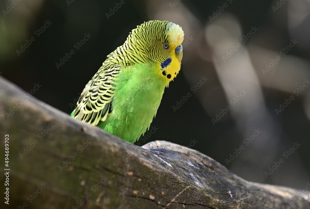Obraz premium Ein wildfarbener Wellensittich (Melopsittacus undulatus), Budgerigar.