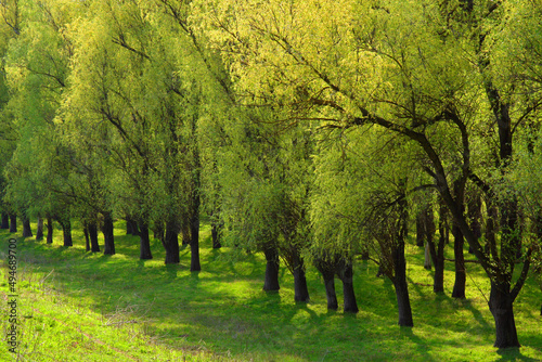 Willow trees in a row in spring - alligned trees landscape photo