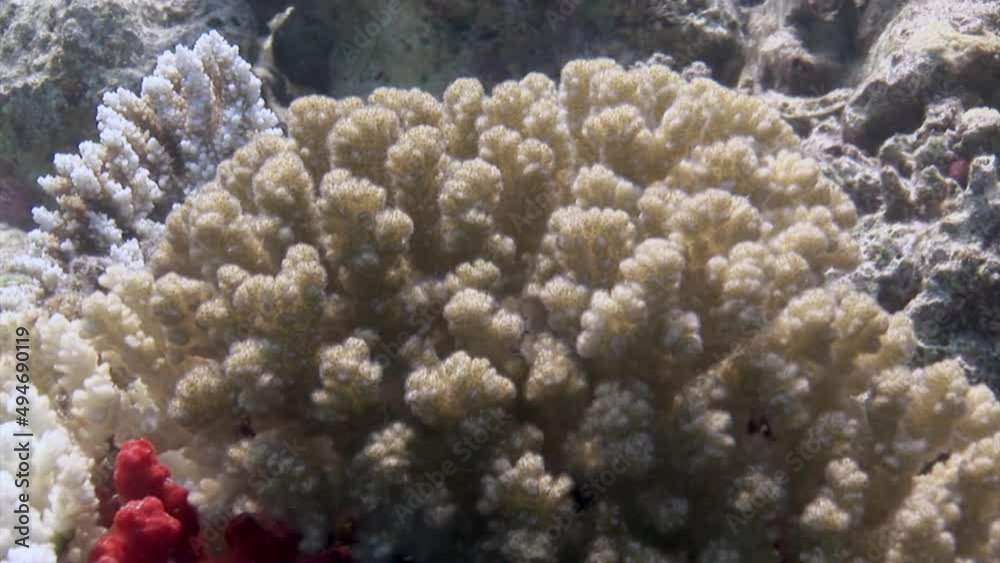 Gorgonian on background of school of red fish in corals underwater in sea. Swimming in world of colorful beautiful wildlife of reefs. Inhabitants in search of food. Abyssal relax diving. Gorgonian on background of school of red fish in corals underwater in sea. Swimming in world of colorful beautiful wildlife of reefs. Inhabitants in search of food. Abyssal relax diving.
