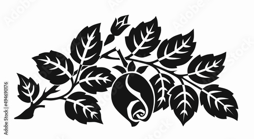 rose2240322a