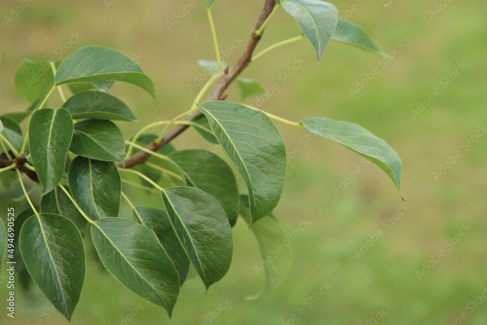Obraz premium Pear tree branch.