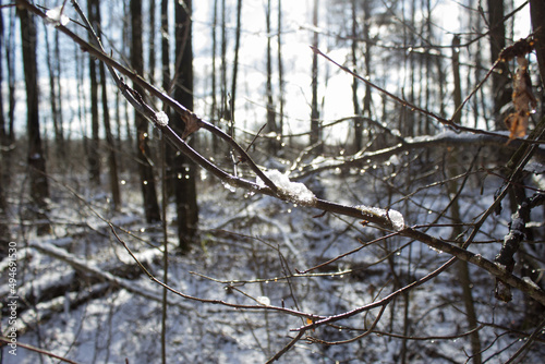 Fototapeta Naklejka Na Ścianę i Meble -  wiosenna odwilż, las w słońcu