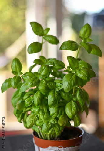 Fresh basil herb in a pot. Indoor plant growing in a pot on a kitchen windowsill. Dense green leaves of an aromatic herb. Selective focus