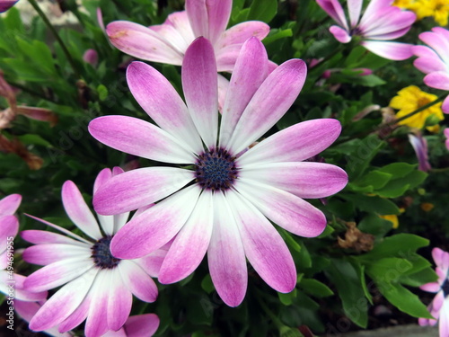 Purple Osteospermum flower