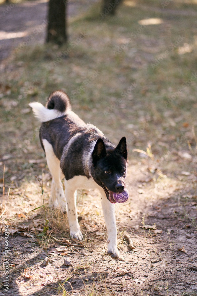 Dog breed Siberian Husky