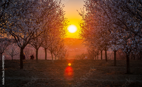 Spring
Almonds,  orchard,  flowers,  trees, 