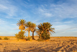 Palm trees in the Sahara Desert