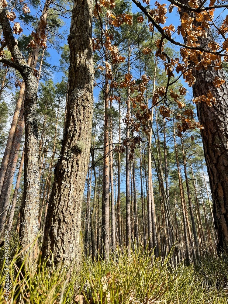Fototapeta premium pine tree forest