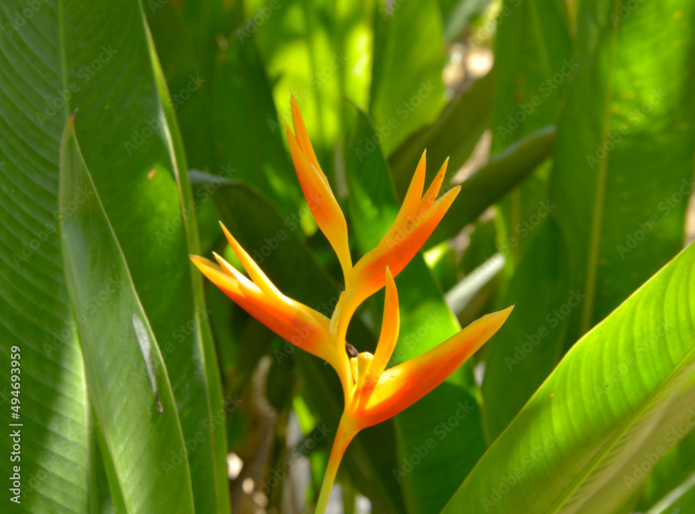 The heliconia flowers are reddish yellow in full bloom among the surrounding greenery. in the morning The heliconia flowers are reddish yellow in full bloom among the surrounding greenery. in the morning
