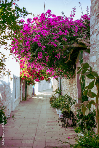 Fototapeta Naklejka Na Ścianę i Meble -  bodrum flowers in a street