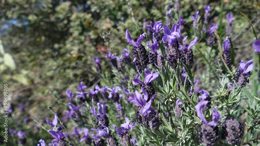 Obraz premium Lavanda selvatica