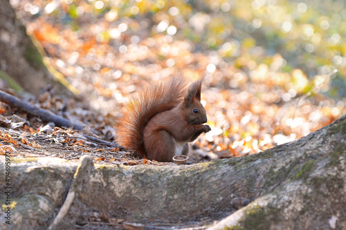 Red  furry squirrel with a white tummy  eats a nut near the tree on bohen sunny landscape background. Animals photo outdoors. photo