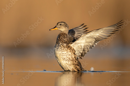 Gadwall bird ( Mareca strepera ) close up - female photo