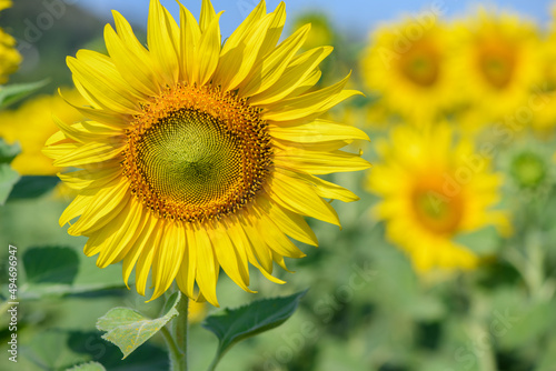 Beautiful big sunflowers in the garden  Lop buri  Thailand.