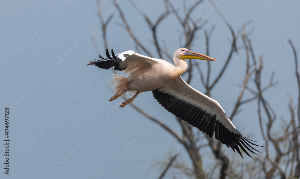 Obraz premium Great white pelican (Pelecanus onocrotalus) or rosy pelican bird at forest. Pelican migration in India during winter season.