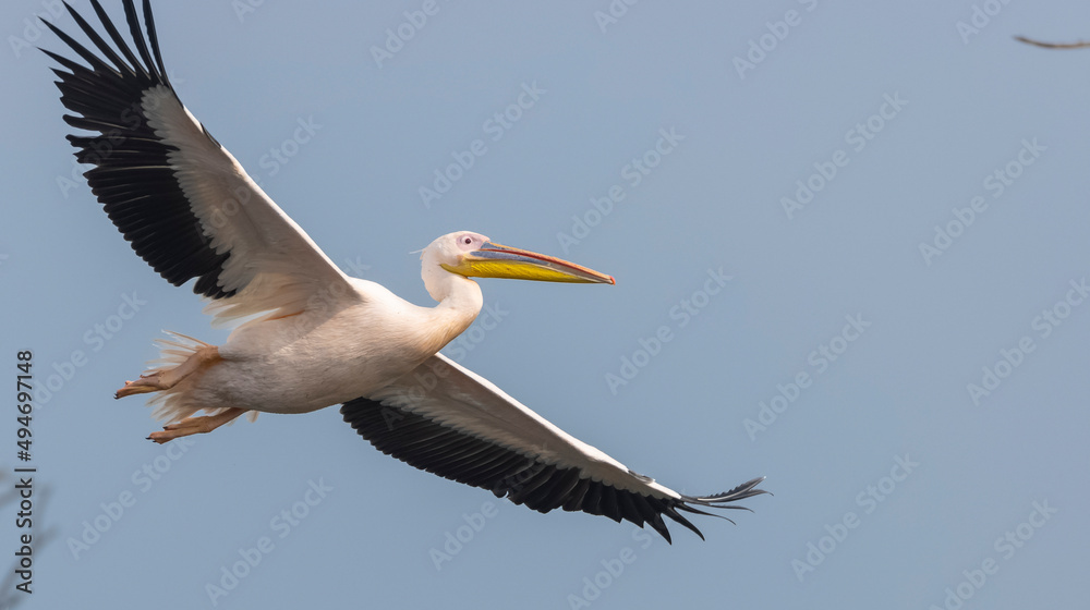 Fototapeta premium Great white pelican (Pelecanus onocrotalus) or rosy pelican bird at forest. Pelican migration in India during winter season.