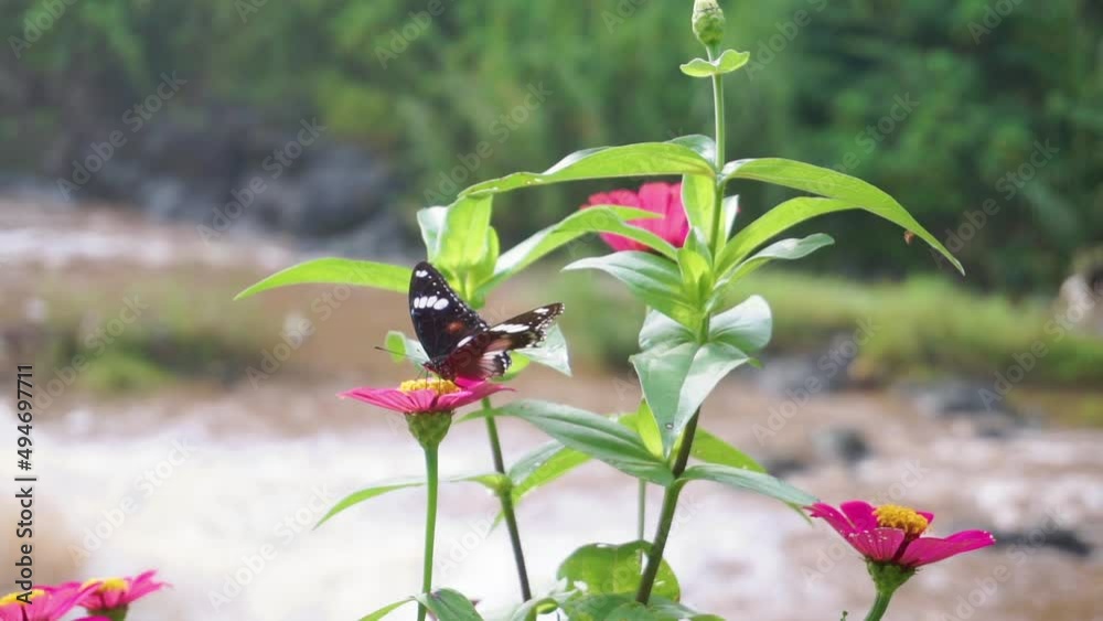 Close up shot of Hypolimnas bolina Butterfly resting on pink flower and splashing river in backdrop Close up shot of Hypolimnas bolina Butterfly resting on pink flower and splashing river in backdrop