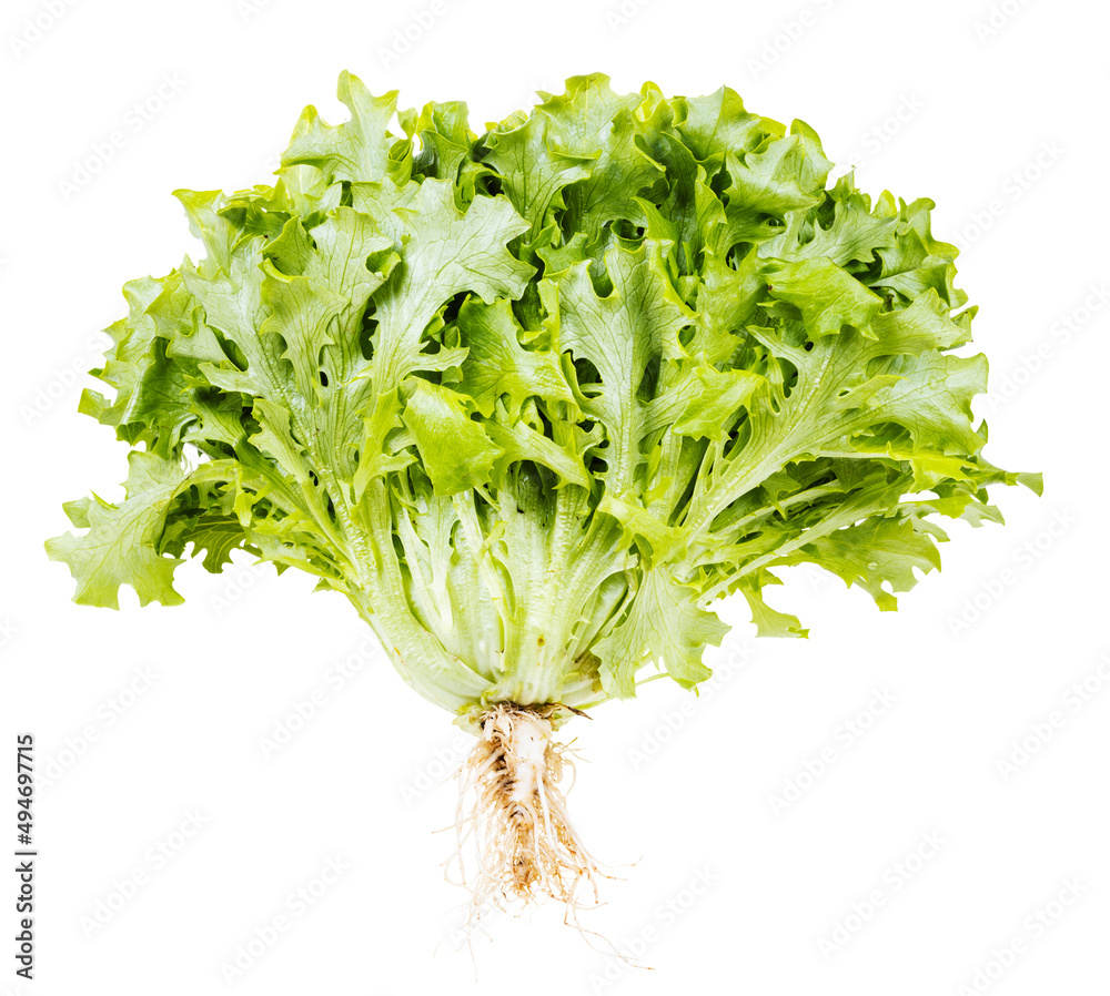 side view of curly endive with roots isolated side view of curly endive with roots isolated
