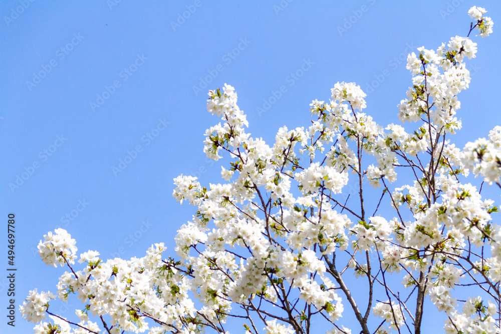 青空と桜 青空と桜
