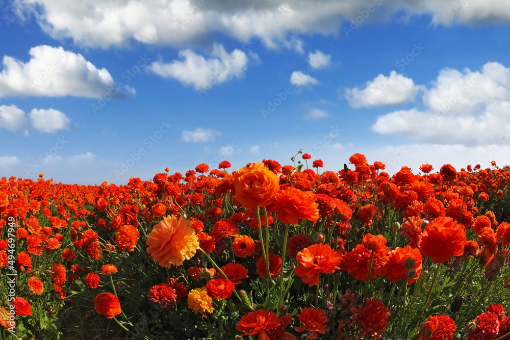 The field of the blossoming red-orange flowers The field of the blossoming red-orange flowers