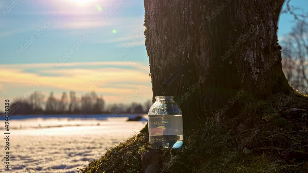 Tapping a maple tree for maple syrup into a jar; time lapse in winter
