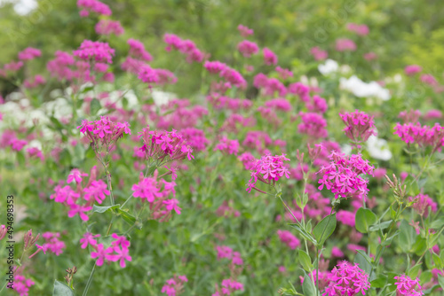 紫の花々