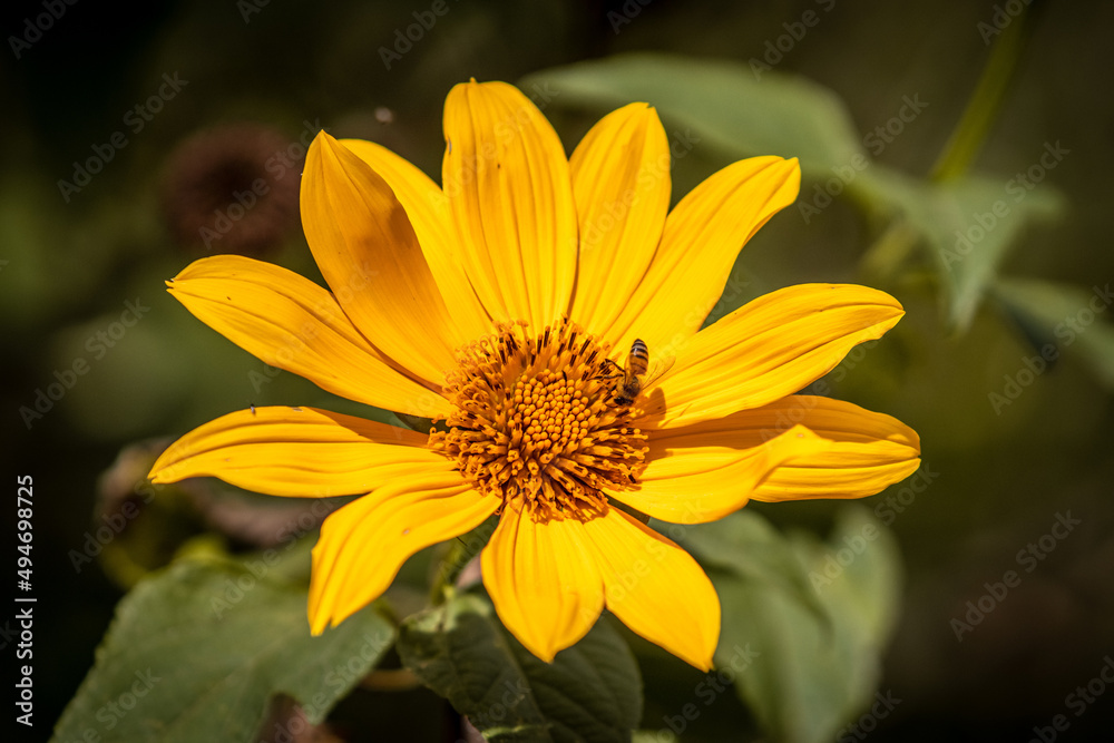 Abelha colhendo néctar de uma flor Abelha colhendo néctar de uma flor